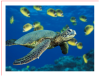 Green-Sea-Turtle.png Green-Sea-Turtle.png