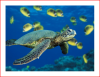 Green-Sea-Turtle.png Green-Sea-Turtle.png
