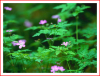 Forest-Flowers.png Forest-Flowers.png