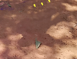 Screen Shot 2019-03-22 at 8.31.20 AM.png