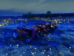 Fireflies-2.jpg
