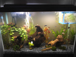 fish tank REV.jpg