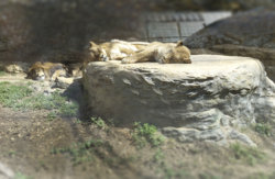 lions edited.jpg