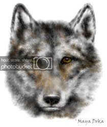 darkwolf_sketchx.jpg