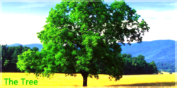 the_tree_by_thebigredmonster-d3bcykg.png
