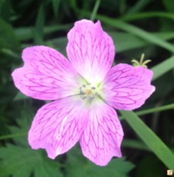 ge3uvure.jpg ge3uvure.jpg