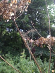 aravaneq.jpg aravaneq.jpg