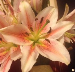 pusuqatu.jpg pusuqatu.jpg