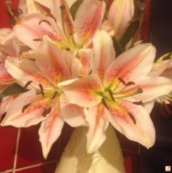 vytusyra.jpg vytusyra.jpg