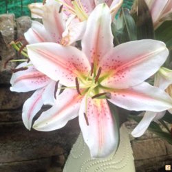 jyvusa7e.jpg jyvusa7e.jpg