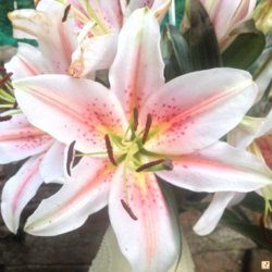 a8yde9e7.jpg a8yde9e7.jpg