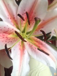 renejaqu.jpg renejaqu.jpg