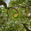 Tree_sm_watermarked.jpg