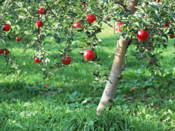 apples.jpg apples.jpg