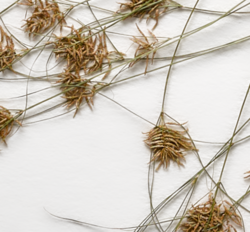 Remove--exture-adj.png Remove--exture-adj.png