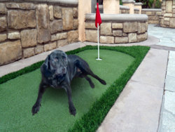 Dog in Garden.jpg Dog in Garden.jpg