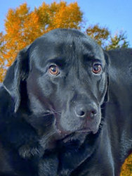 Dog Portrait.jpg Dog Portrait.jpg