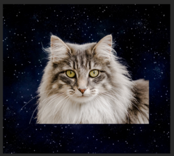 Screen Shot 2019-11-25 at 3.43.03 PM.png Screen Shot 2019-11-25 at 3.43.03 PM.png