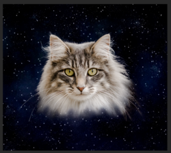 Screen Shot 2019-11-25 at 3.45.31 PM.png Screen Shot 2019-11-25 at 3.45.31 PM.png