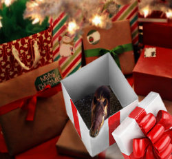 In-the-box.jpg In-the-box.jpg