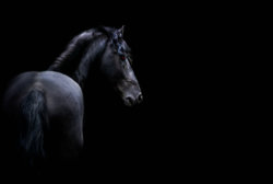 dark-animals-horse-black-wallpaper.jpg