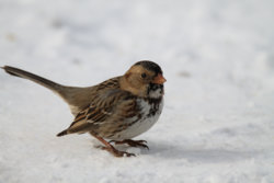 BirdInSnow_02.jpg
