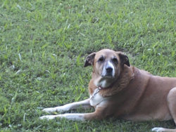 a dog's eyes.jpg a dog's eyes.jpg