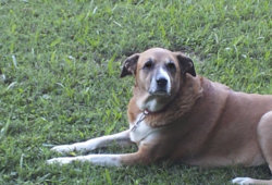 a dog's eyes cropped.jpg a dog's eyes cropped.jpg