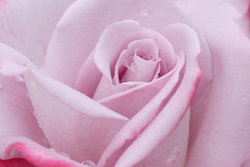 Rose-Sample-image.jpg