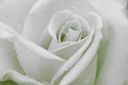 Rose-Sample-image-1.jpg