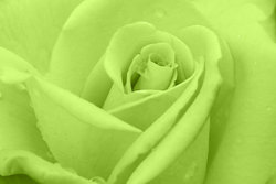 Rose-Sample-image-2.jpg