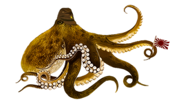 octopus 2.png octopus 2.png