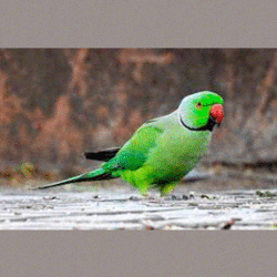 GIFExample_02.gif GIFExample_02.gif