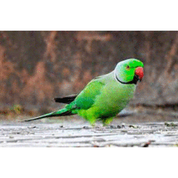 GIFExample_03.gif GIFExample_03.gif