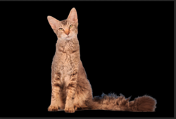 Screen Shot 2020-03-09 at 12.07.59 PM.png Screen Shot 2020-03-09 at 12.07.59 PM.png