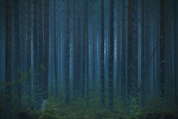 blue-forest-1.jpg