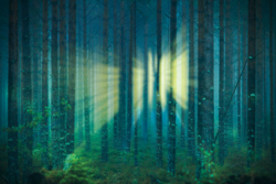 blue-forest-1.png