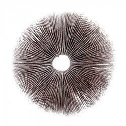 spore-print.jpg spore-print.jpg