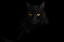 BlackCat_01.jpg