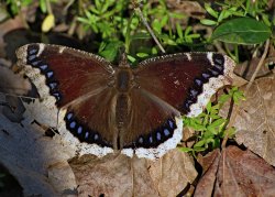 Mourning Cloak 03292020-1.jpg