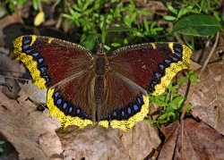 Mourning-Cloak-03292020-1.jpg