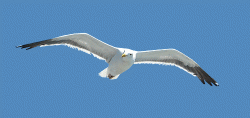FlyingFlappingSeagull_03small.gif