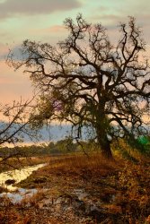 sunset tree edited dehaze 2.jpg